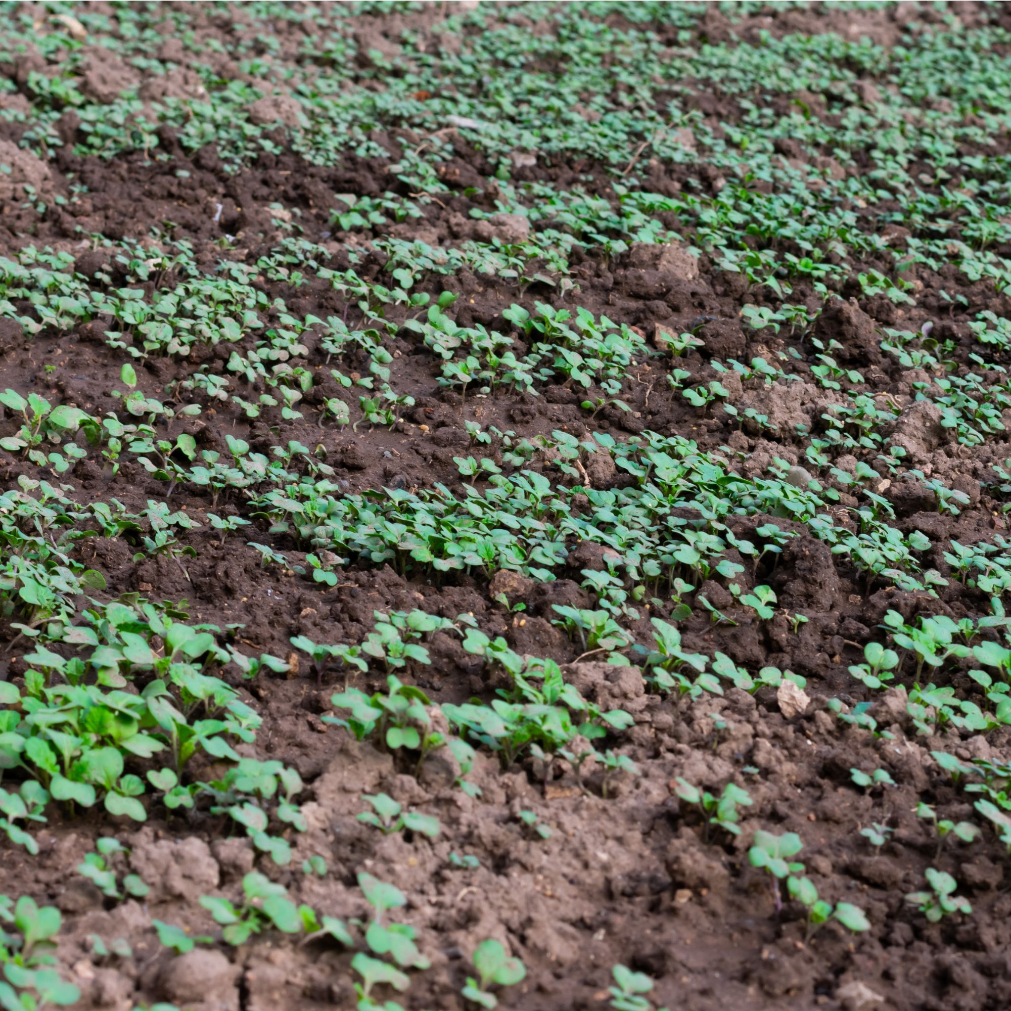 Mustard grown as green manure in vegetable garden