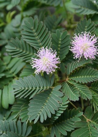 Sri Lanka for the sensitive mimosa pudica