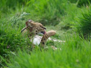 A big cat washing its paw in lush green grass