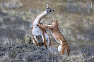 ©Ingo Arndt / Wildlife Photographer of the Year