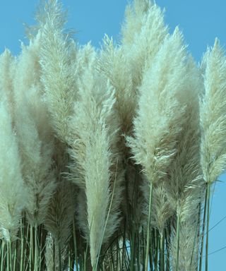 teal pampas grass growing in garden