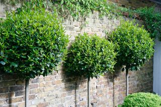 row of laurel bay trees