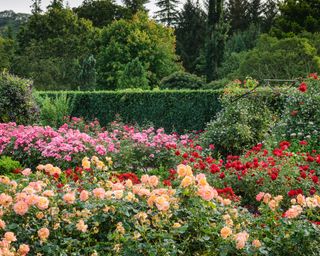 rose garden with colour blocking