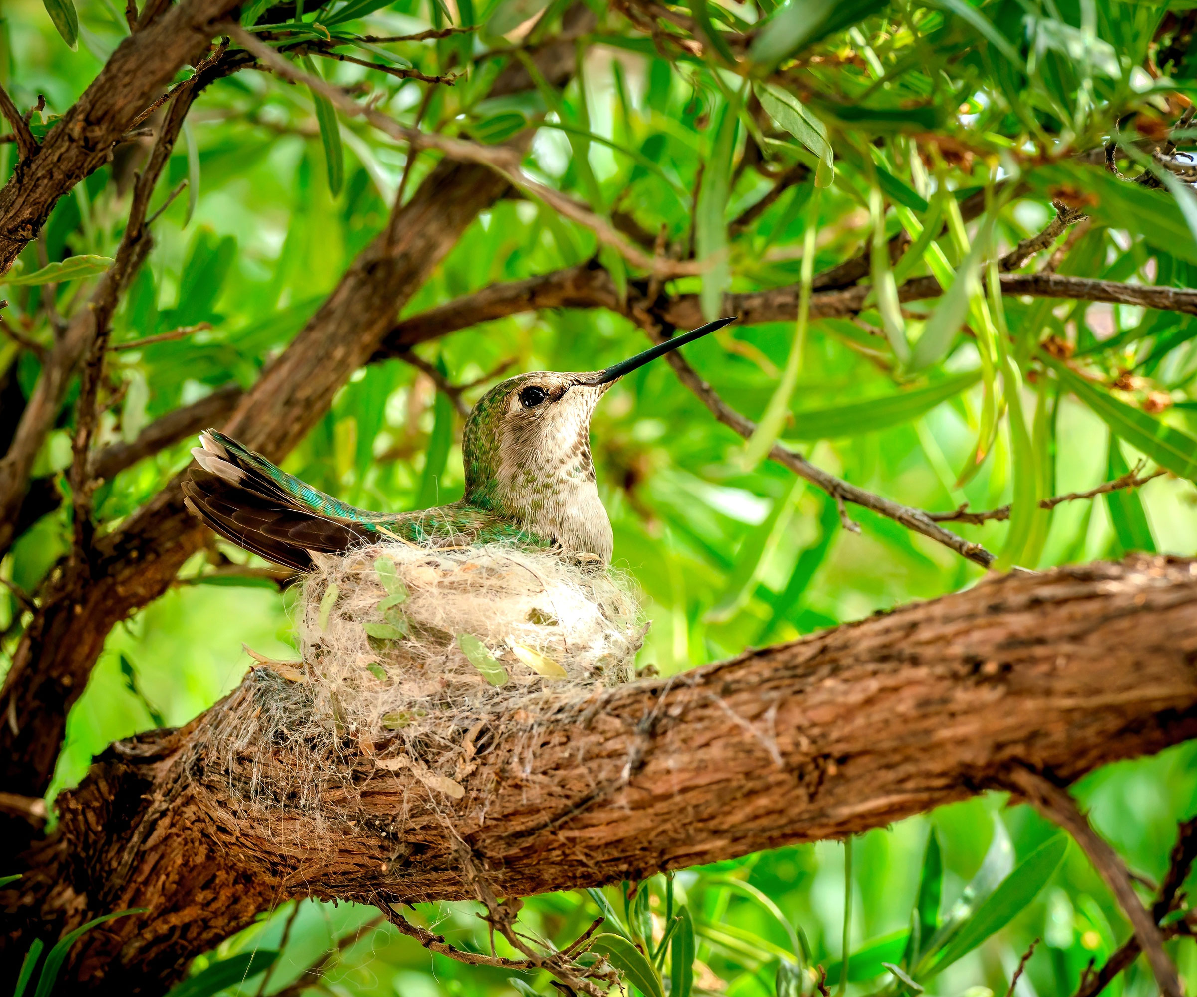 anna's hummingbird sitting in nest on tree branch