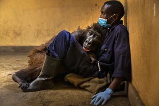 a mountain gorilla lays her head on her human caretaker's chest as they both sit on the ground against a wall