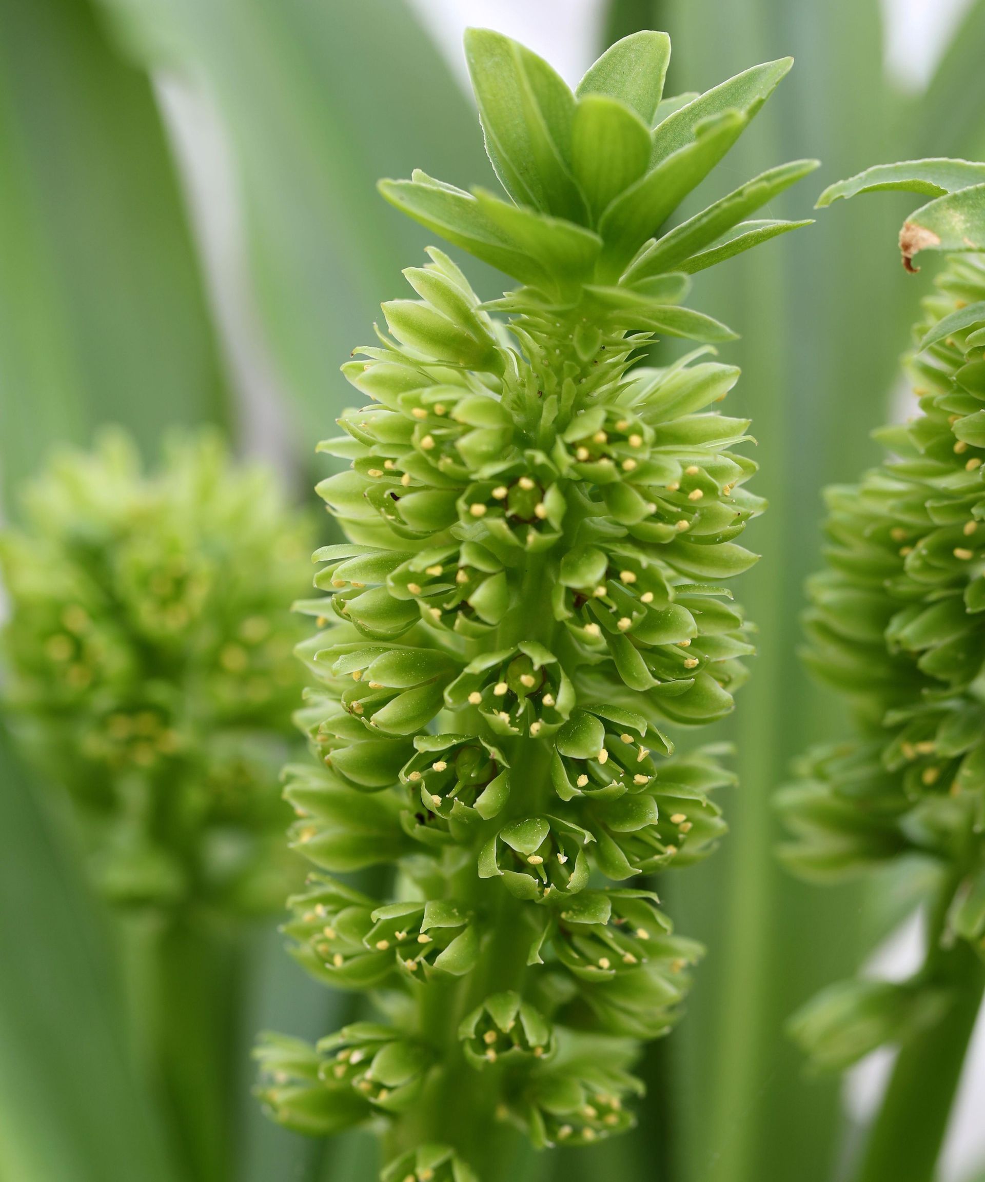 Pineapple lily