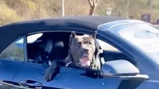 Watch this Cane Corso protect his female owner from passenger seat of car