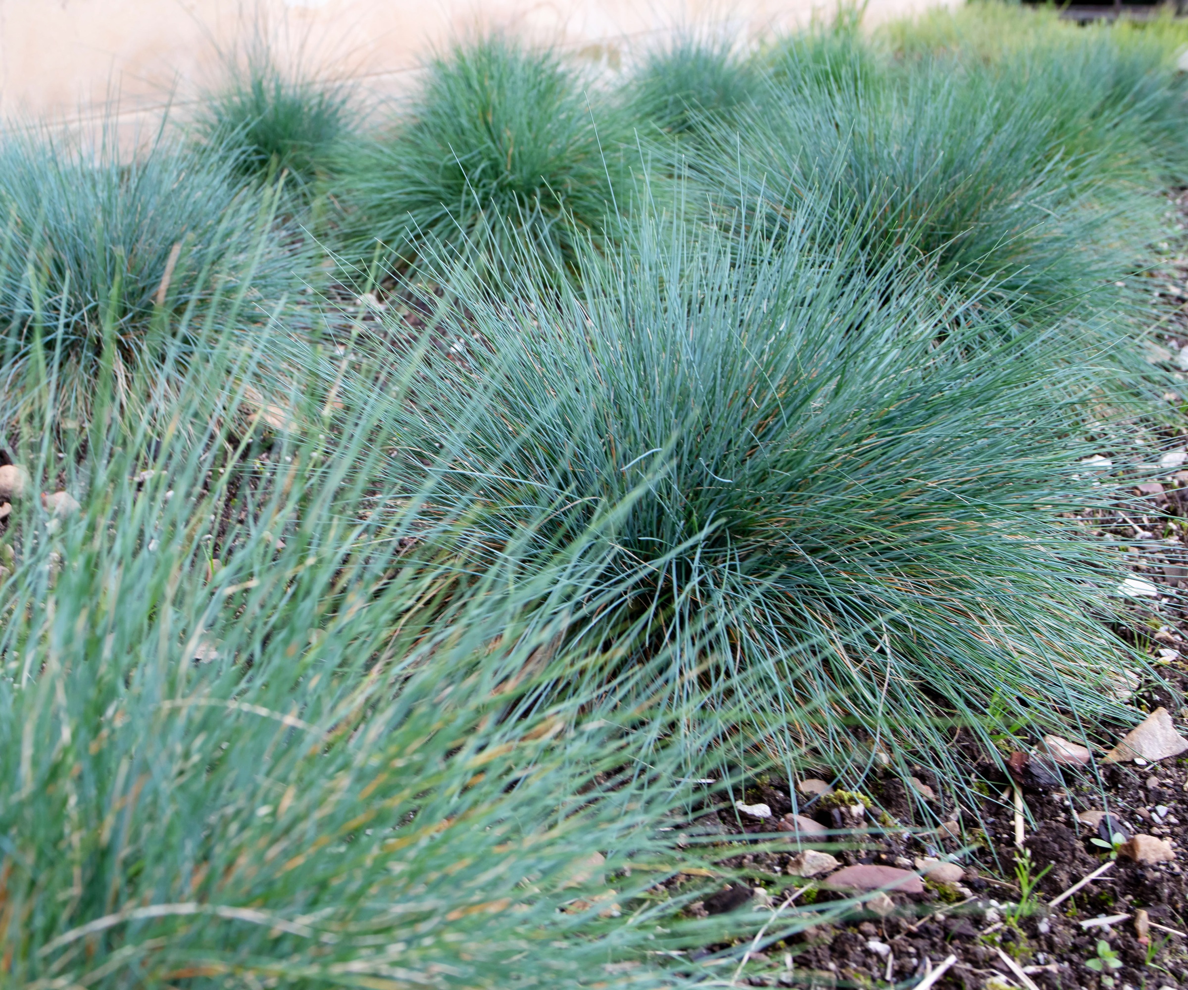 Blue Fescue, Festuca glauca