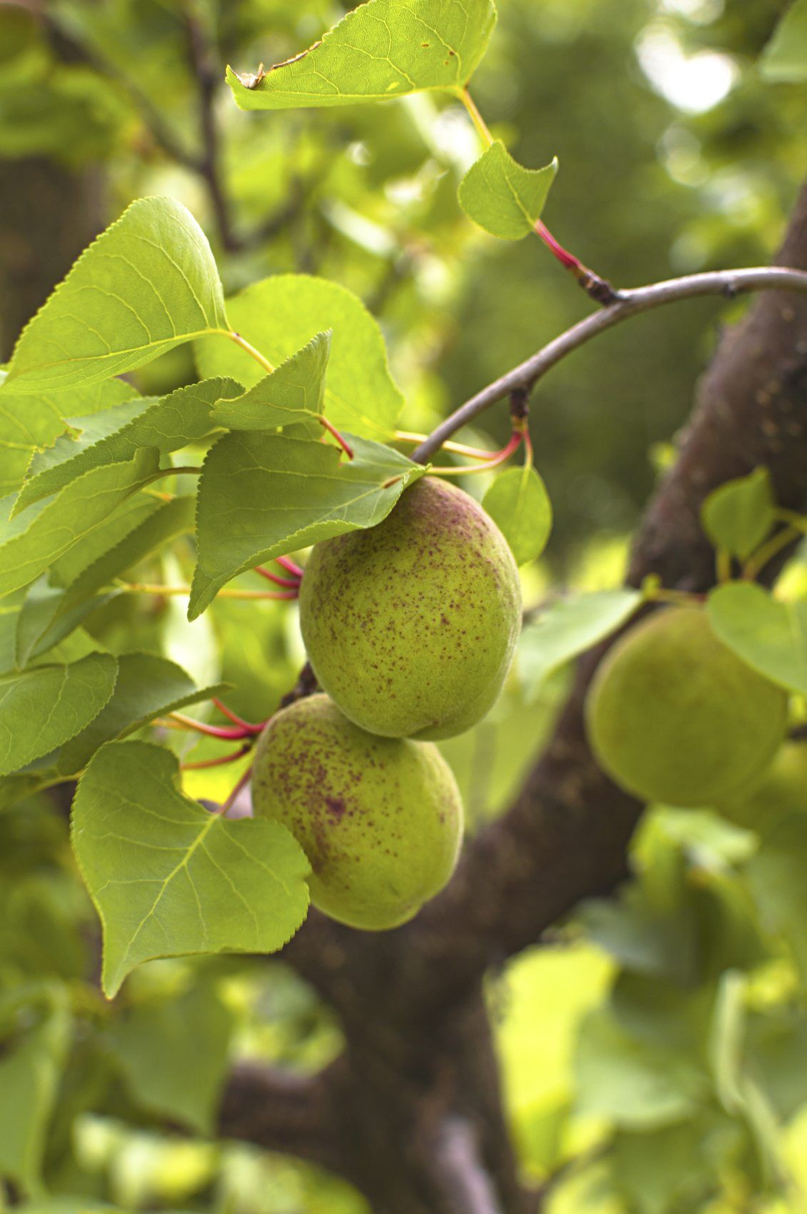 Apricots Growing on Tree