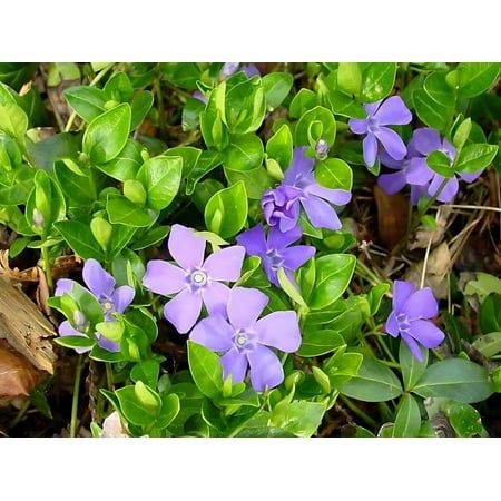 How to grow periwinkle: expert advice for shade loving vinca | Homes ...
