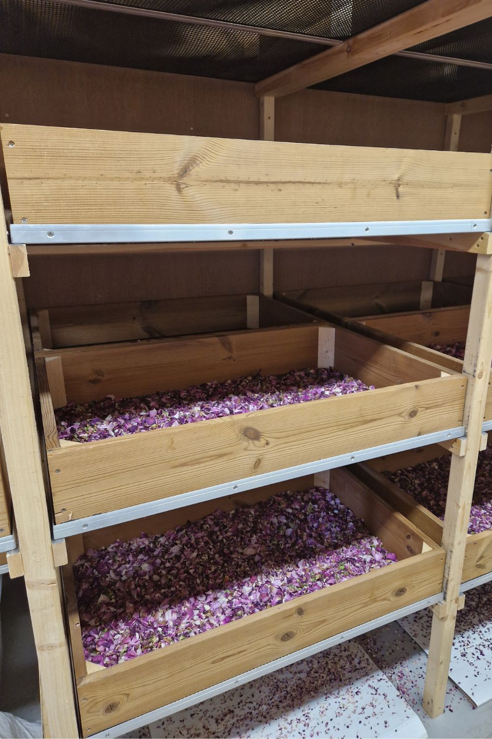 Three shelfs of drying pink and white rose petals