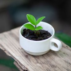cup of coffee grounds with small plant inside