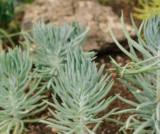 Blue finger succulent