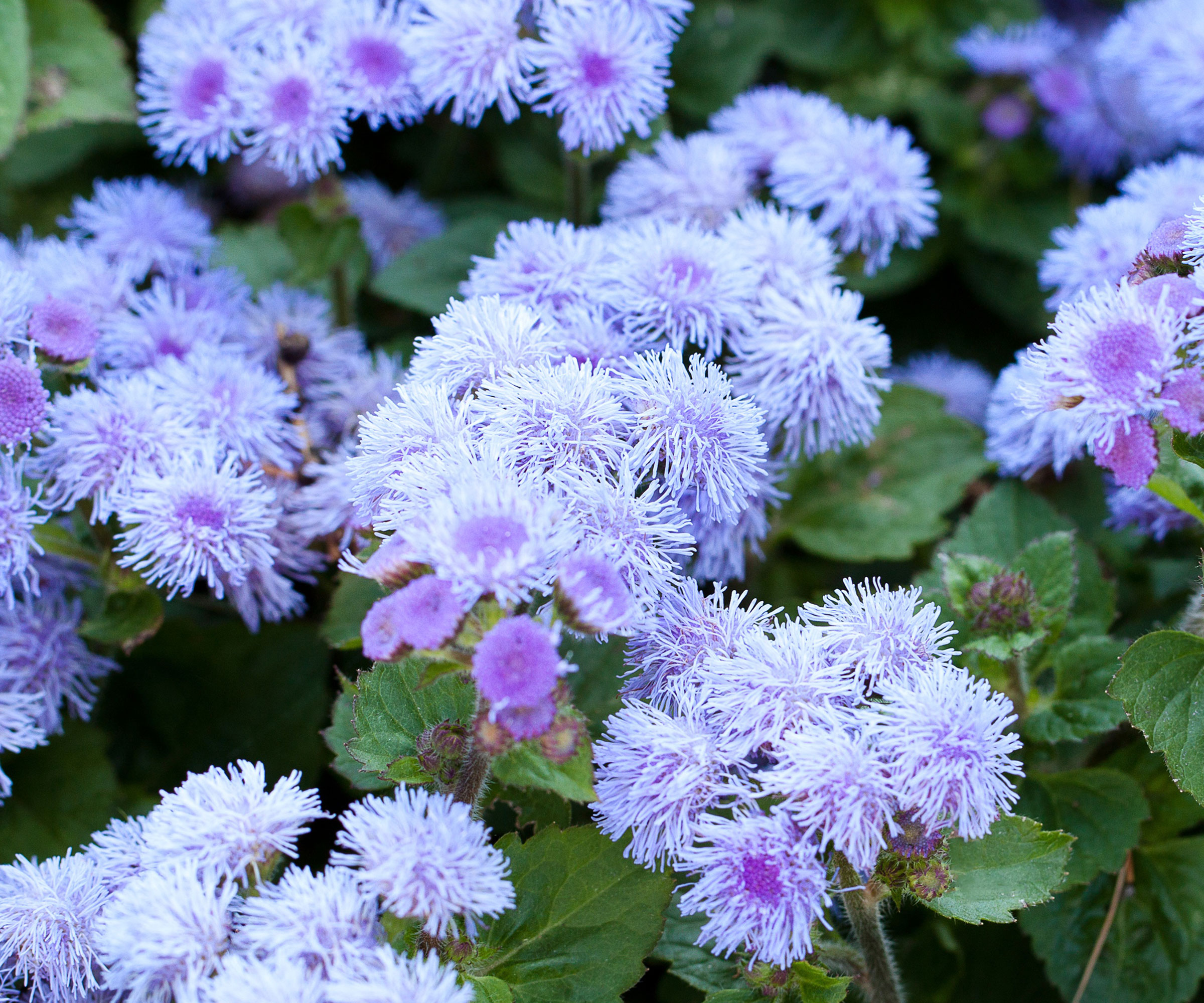floss flower plants with pale blue purple flowers