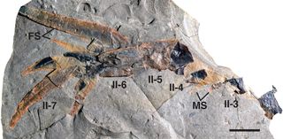 This appendage shows movable and fixed spines. The scale bar represents 0.4 inches (1 cm).