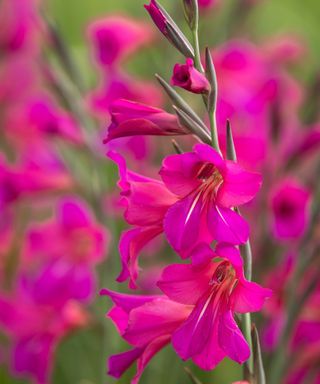 The vibrant pink flowers of Gladiolus byzantinus