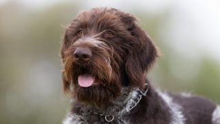 German Wirehaired Pointer