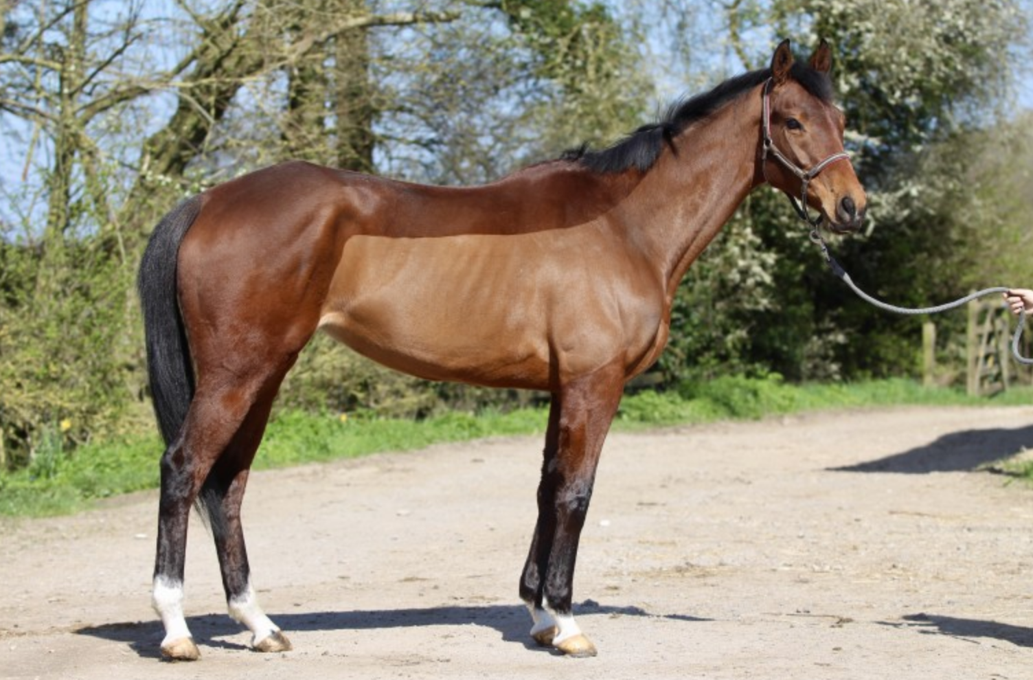 ex-racehorses for sale