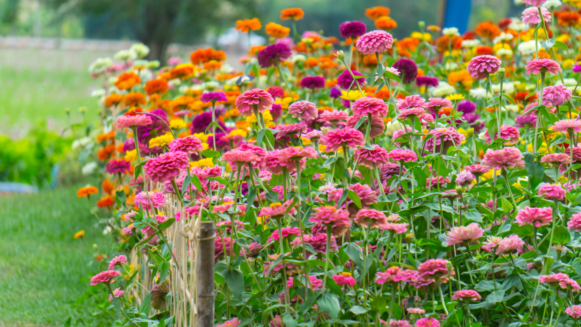 garden full of colorful zinnias