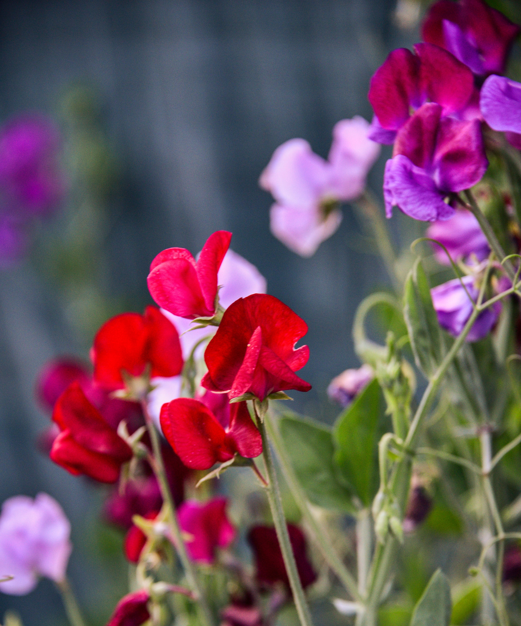 red, mauve and pink sweet pea flowers climbing up trellis