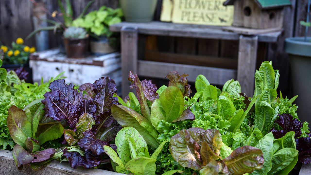 lettuce in garden