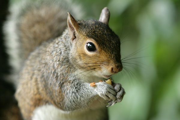 richardson ground squirrel baby