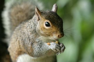 Grey Squirrel Growth Chart