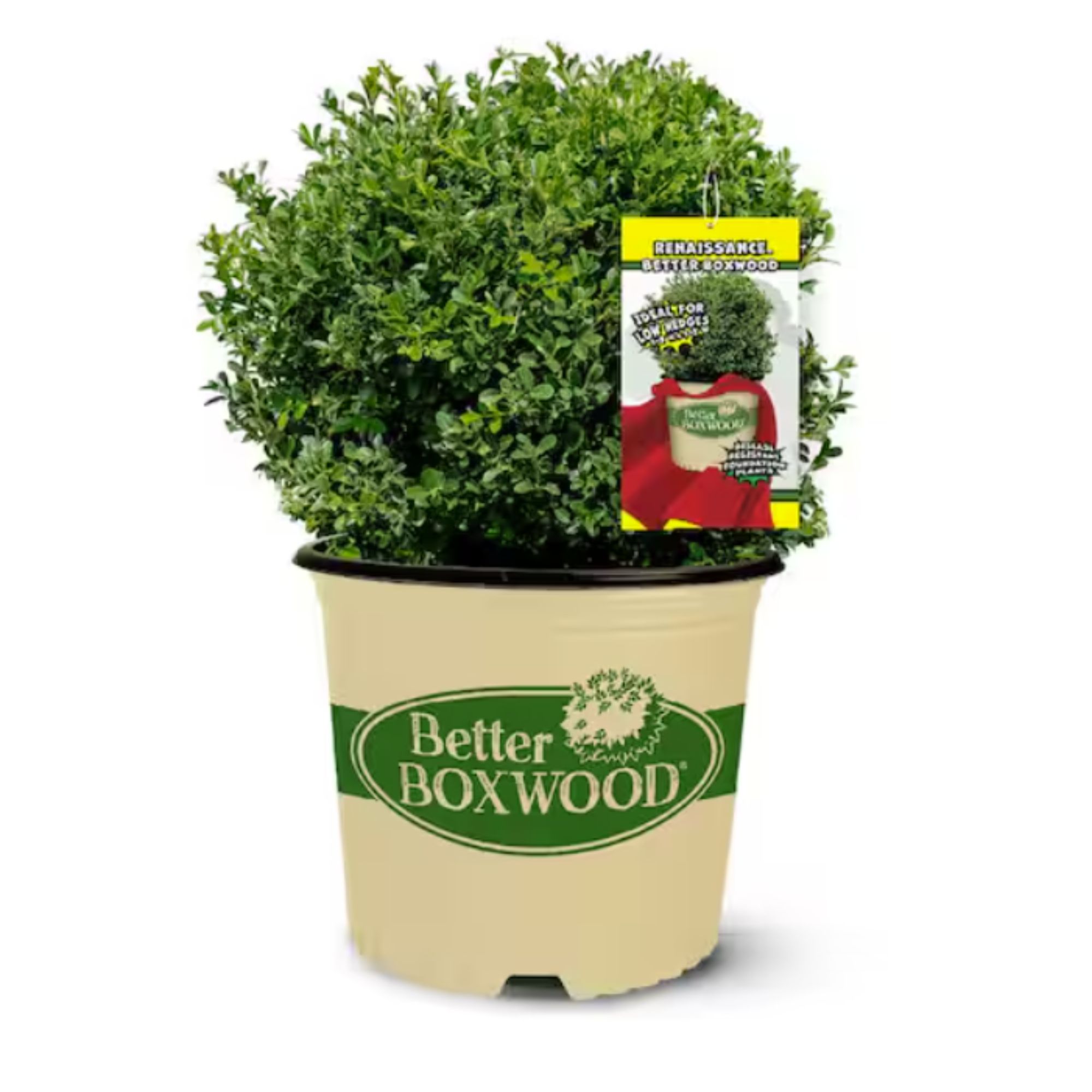boxwood shrubs