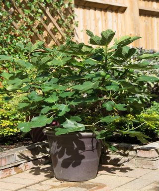 Potted fig trees are relatively easy to winterize
