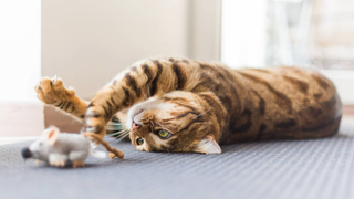 Bengal cat lying on its back and tapping a mouse toy on the floor