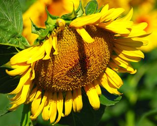 Drooping sunflower in a Kansas field
