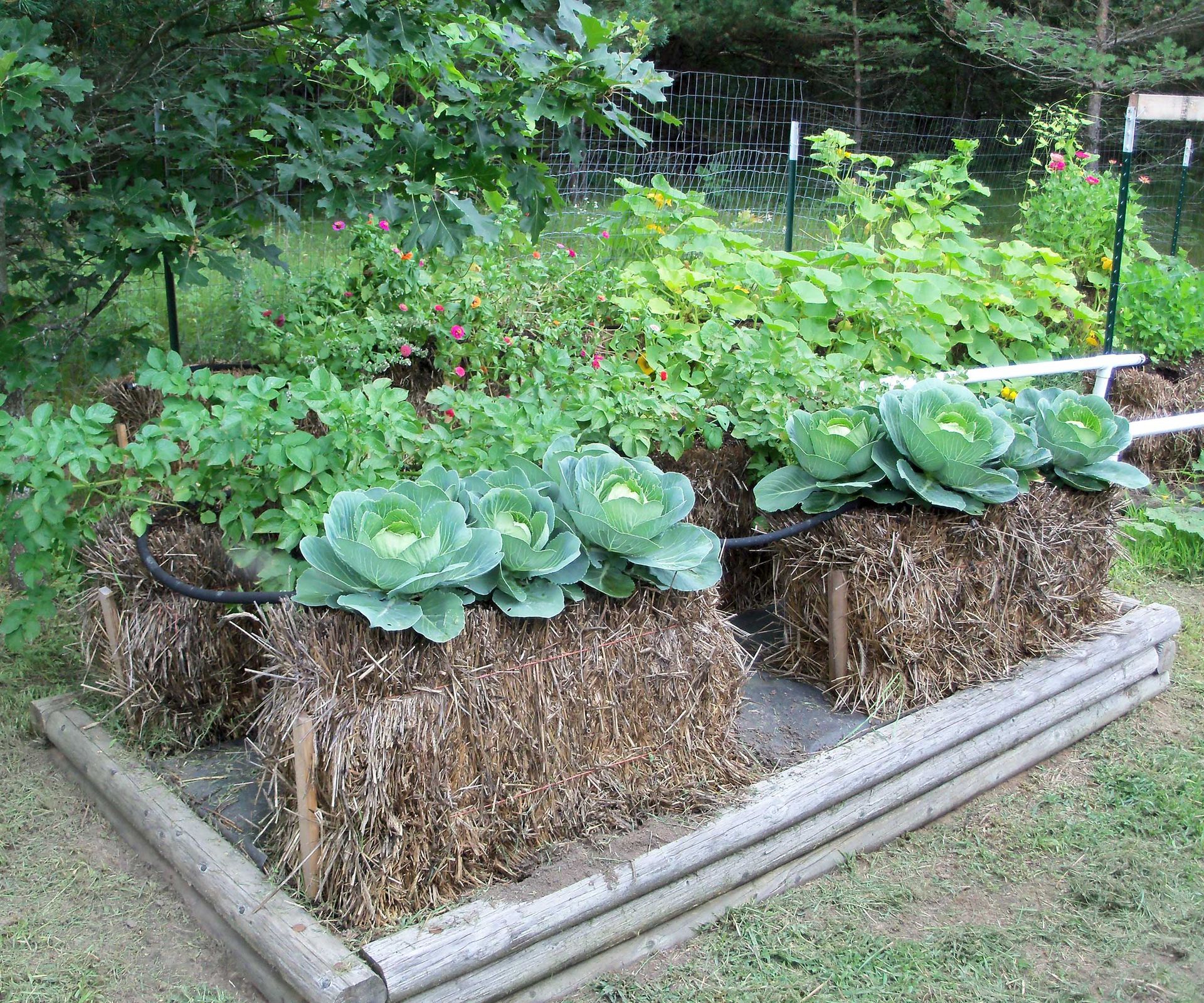 straw bale gardening