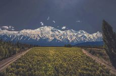 Massal selection argentina