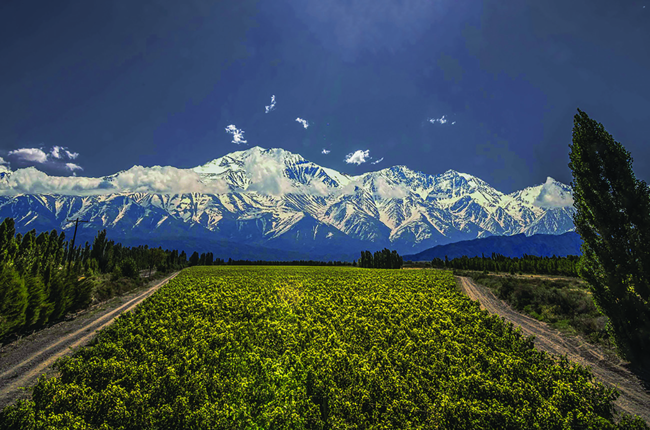 Massal selection argentina