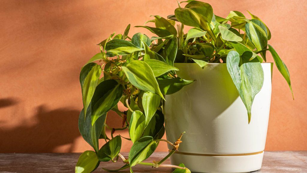 A philodendron in a white pot against a peach colored wall