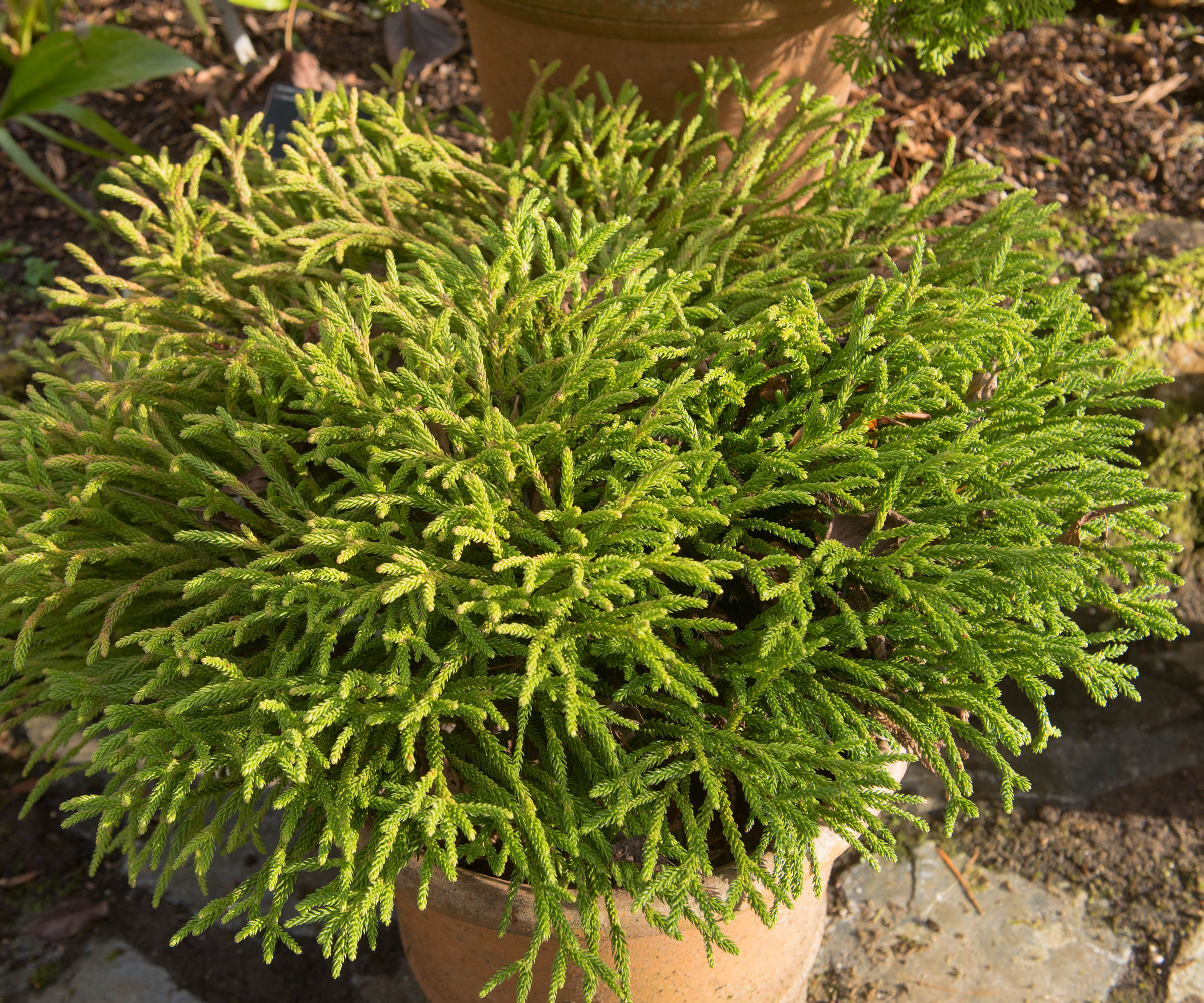 dwarf Japanese cedar Little Champion in container