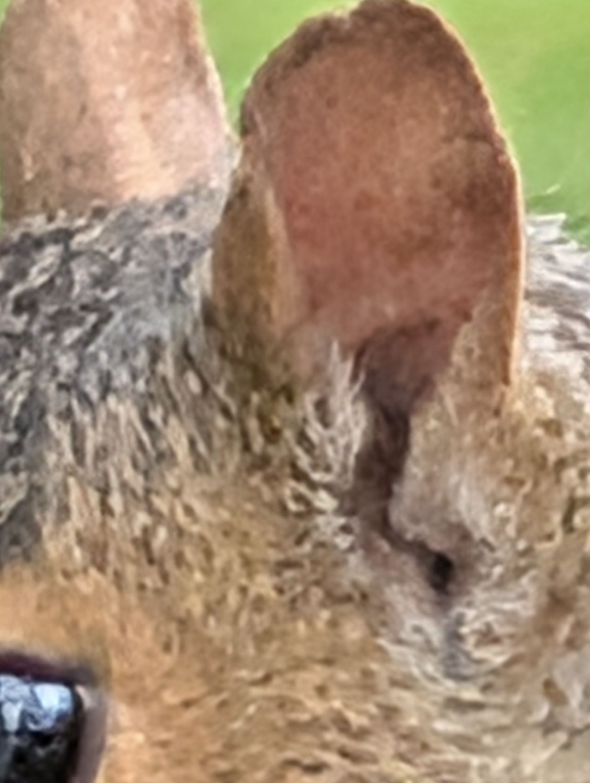 Google Pixel 10 Pro XL Pro Res Zoom sample.