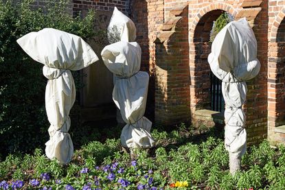 Fleece wrapped plants in a garden