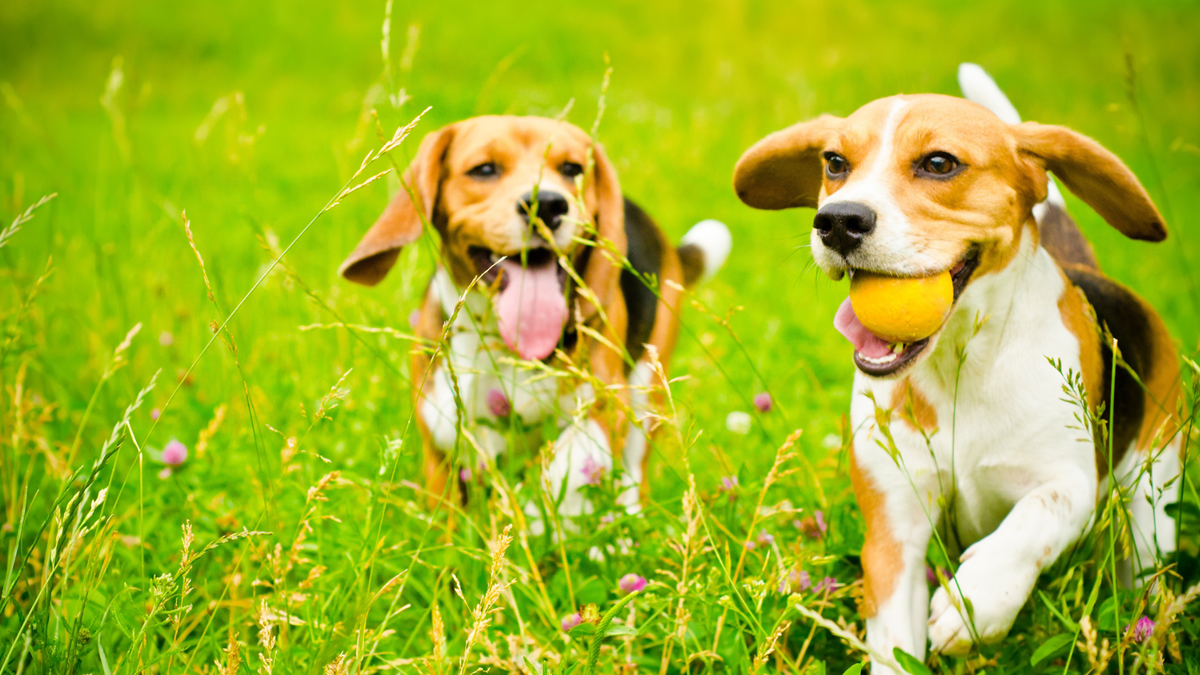 Two beagles on a doggy play date