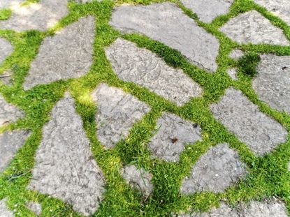 Green Ground Cover Around Paver Stones