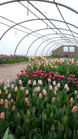 large polytunnel used for growing tulips for cut flowers