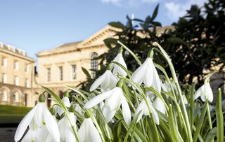 snowdrops