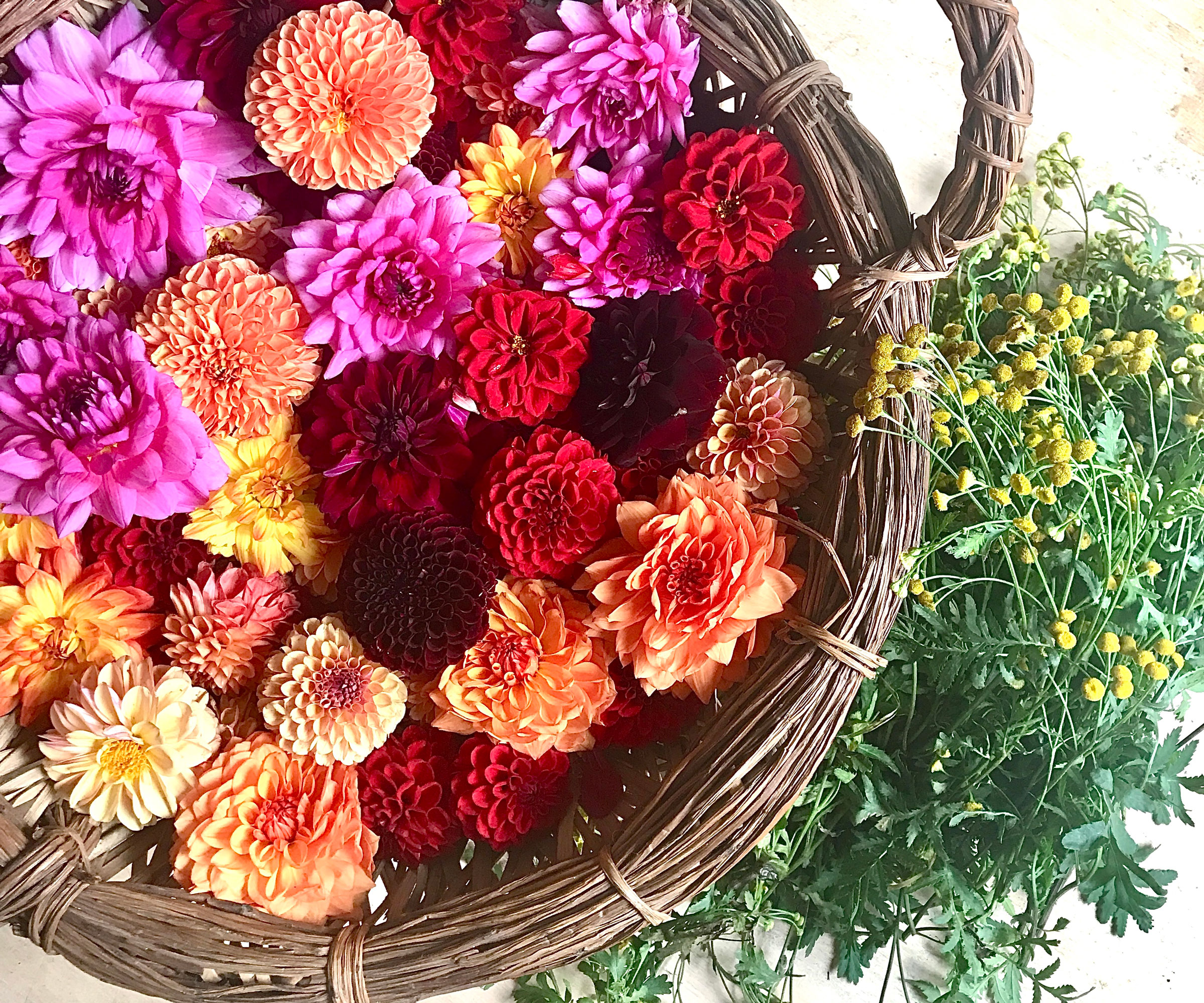 mixed dahlia deadheads in wicker basket