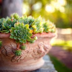 The best pot plants that thrive on neglect Sempervivum tectorum Common Houseleek perennial plant growing in flower pot