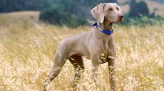 Weimaraner dog in a field