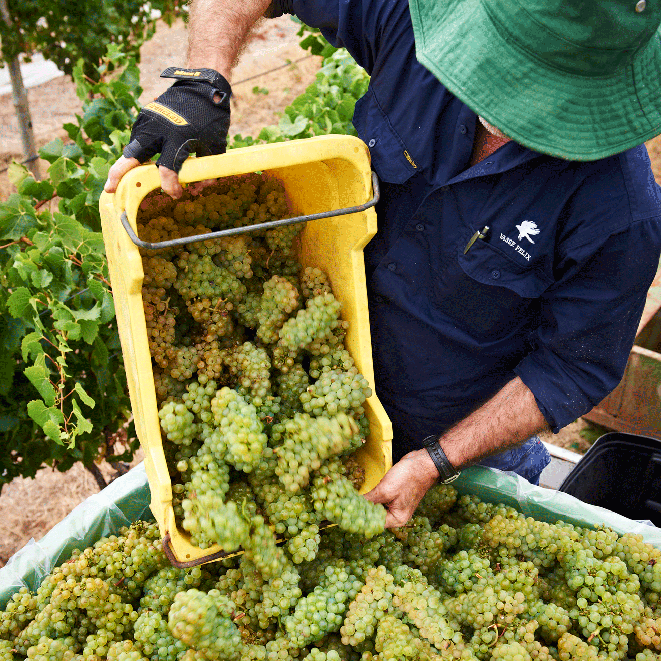 The Chardonnay harvest at Vasse Felix