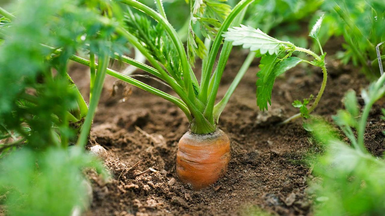 close-up of carrot growing