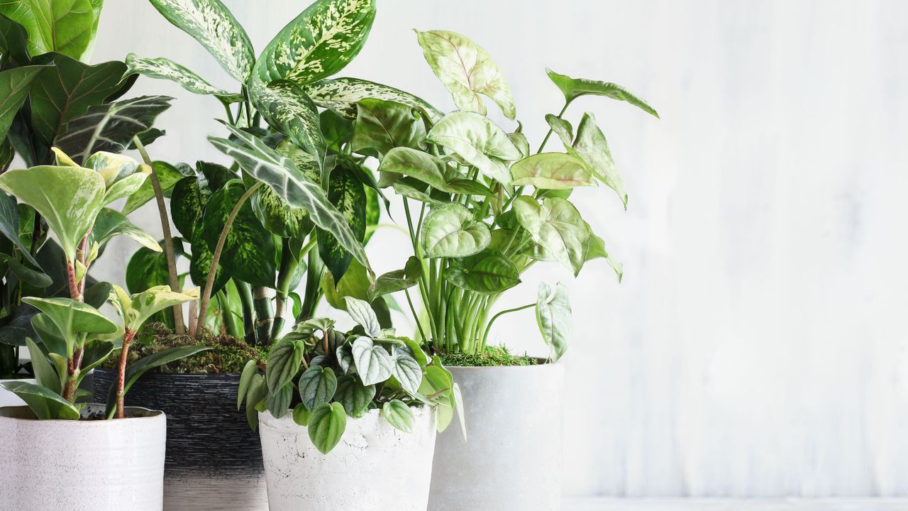 Fiddle Leaf Fig plant