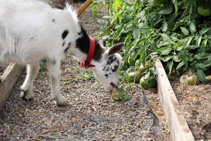 Goat Eating Tomato Plants In The Garden