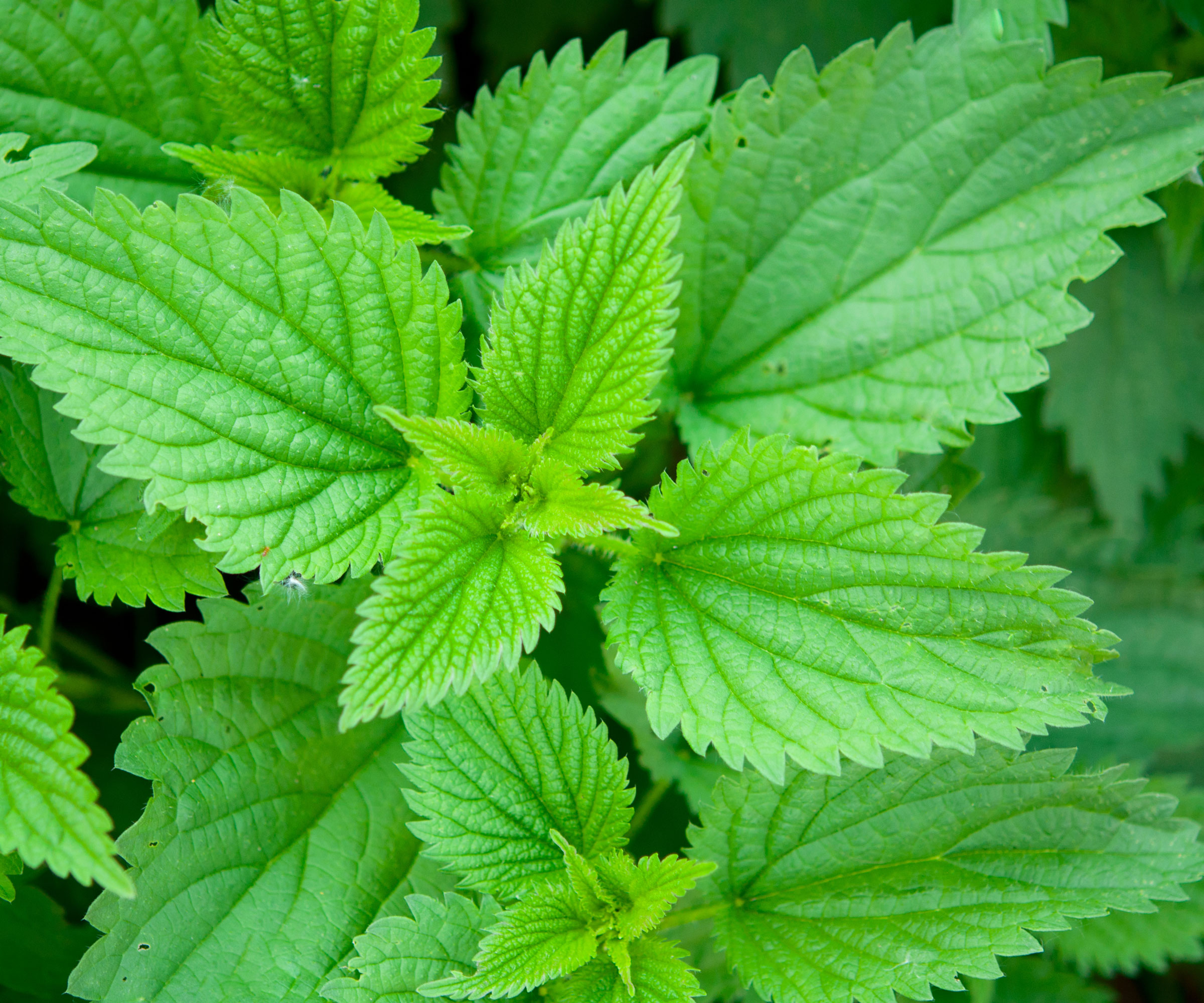stinging nettles growing in garden